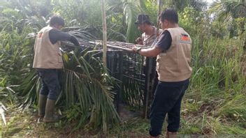 Les Tigres Entrent Dans La Colonie Des Résidents à Agam, BKSDA West Sumatra Installent 2 Cages Jebak