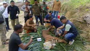 Harimau Masuk Perangkap di Aceh Timur Direlokasi ke Hutan Lindung