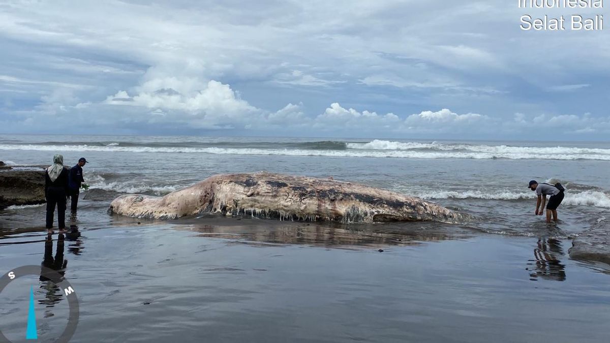 Sepekan, 3 Paus dan 2 Lumba-lumba Mati di Perairan Bali, NTT dan Jatim