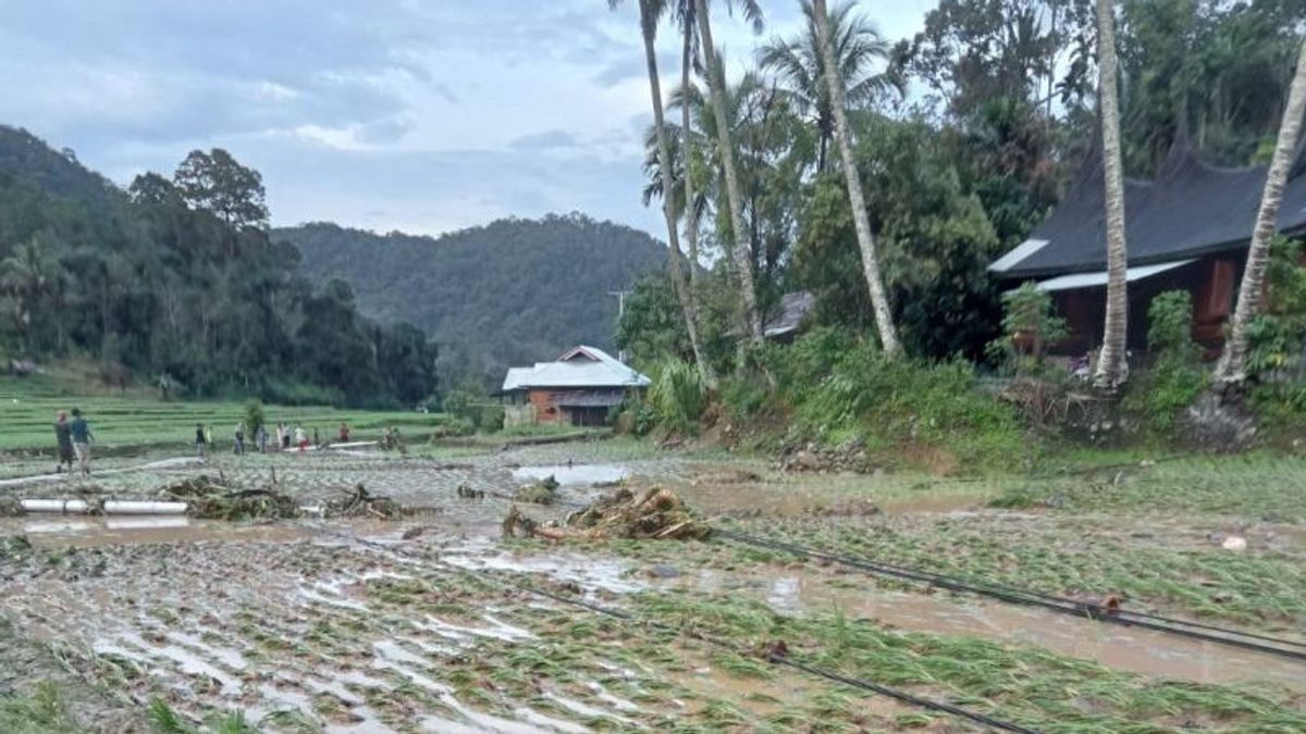 Banjir Bandang Terjang Garabak Data Sumbar: 60 Hektare Sawah Gagal Panen, 8 Tiang Listrik Roboh 