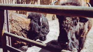 Imbas COVID-19, Kebun Binatang di Ukraina Berharap Donasi Warga