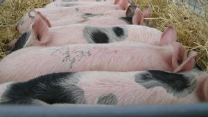 Peneliti Jerman Berencana Kembang Biakkan Babi untuk Transplantasi Jantung Manusia Tahun Ini