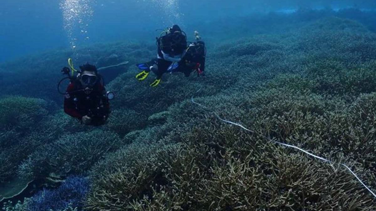 BKKPN:NTT珊瑚礁由于海水温度而没有经历漂白