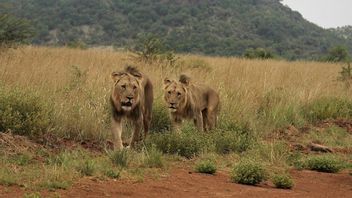 5 Examples of Competition in the Ecosystem of Complete Living Things with Explanation