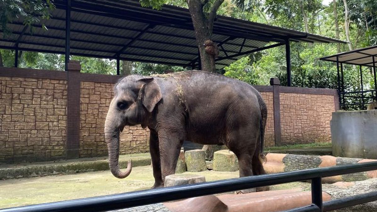 Geopix Temukan Sejumlah Satwa Bandung Zoo Diduga Stres