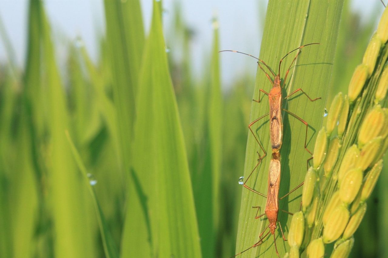 Prévenir la récolte n’échappez pas, Voici comment lutter contre les humains de la récolte de feuilles de riz