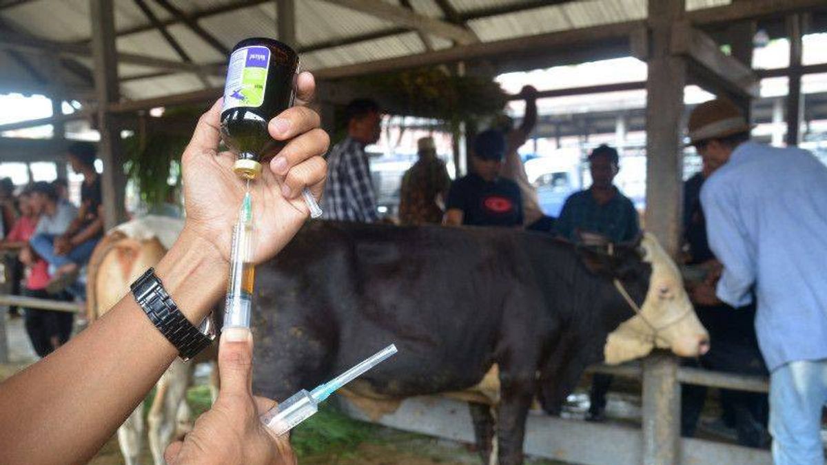家畜のFMDに注意してください、スレマンは政府にワクチンを供給するように頼む