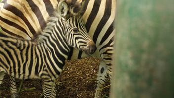 Bali Safari Park Welcomes 3 Baby Hyenas, Hippos And Zebras