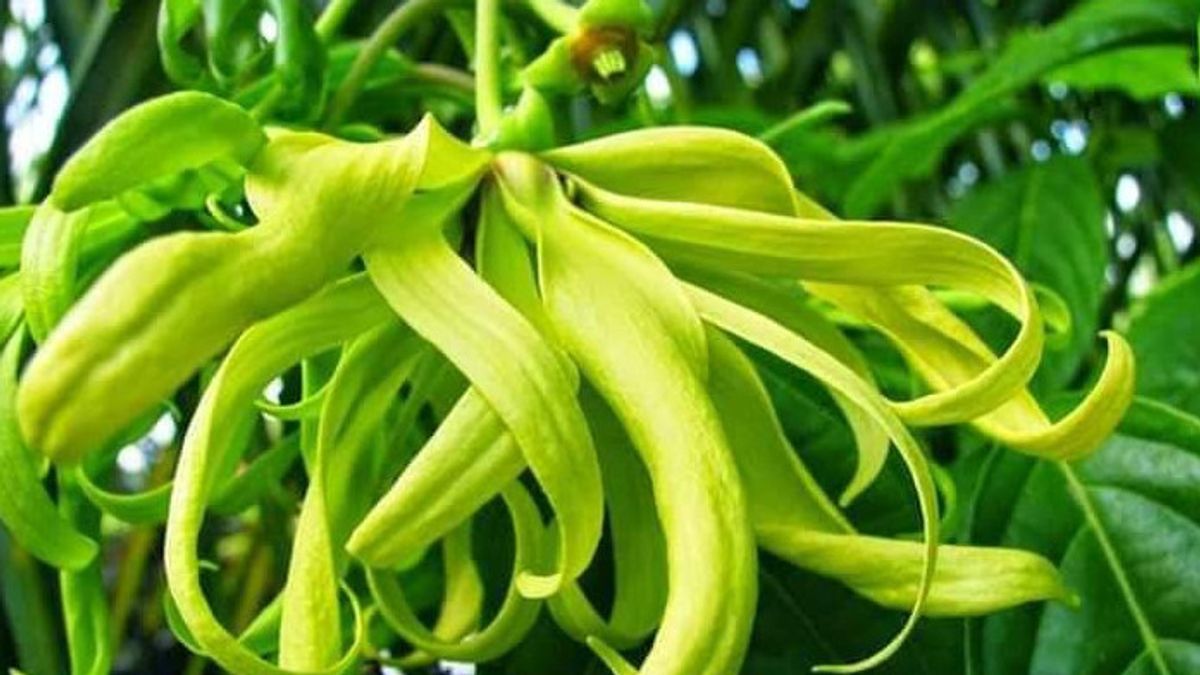 ケナンガの花を飲み物にする方法