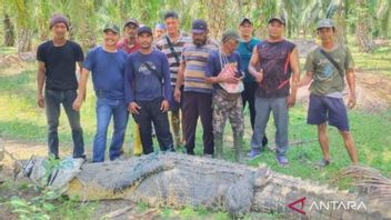 Warga Mukomuko Tangkap Buaya Besar yang Bikin Resah Warga