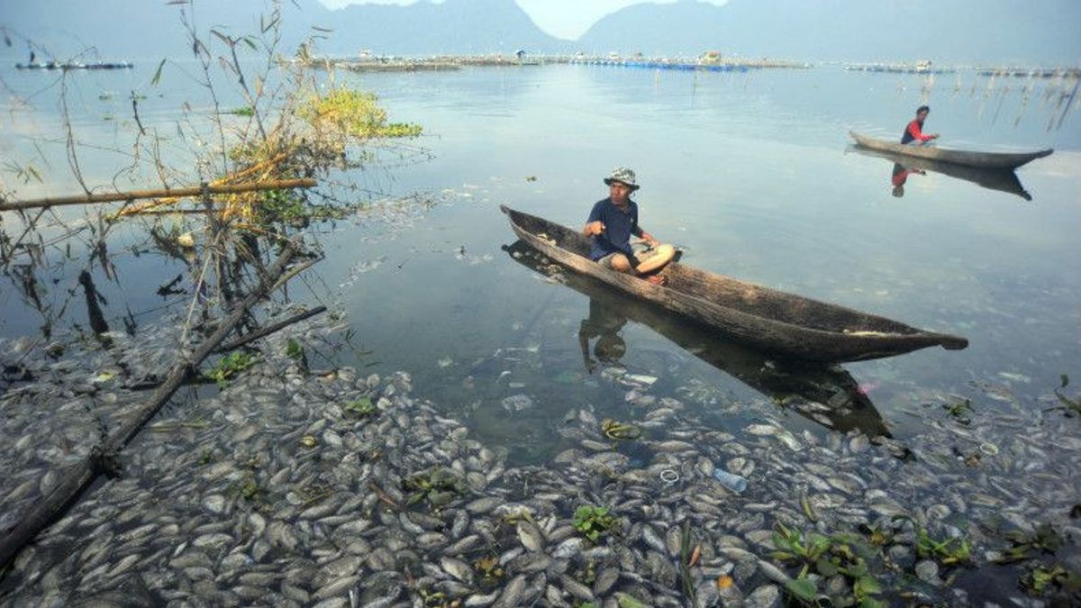 西苏门答腊省阿加姆的Maninjau湖中1，705吨鱼的死亡导致空气污染