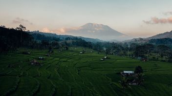 Pembiayaan Sektor Pertanian di Bali Masih Rendah, OJK Luncurkan KPSP