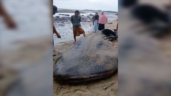 Whale Shark Stranded On Telua Kolut Beach