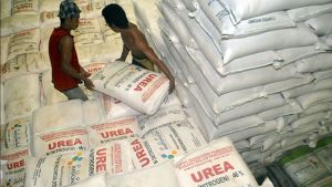 Petrokimia Gresik Has Salurkan 4.68 Million Tons Of Subsidized Fertilizer