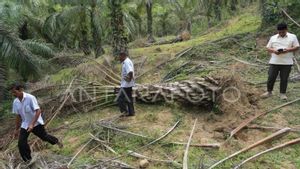 Warga Aceh Jaya Terpaksa Ronda Cegah Gajah Liar Dekati Permukiman