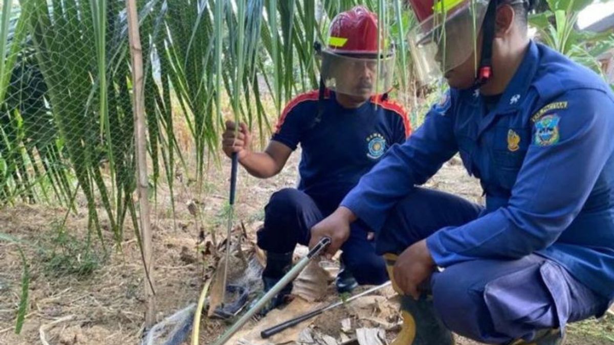 Cobra Serang Junior High School Student In Pacitan, Victim Taken To Hospital