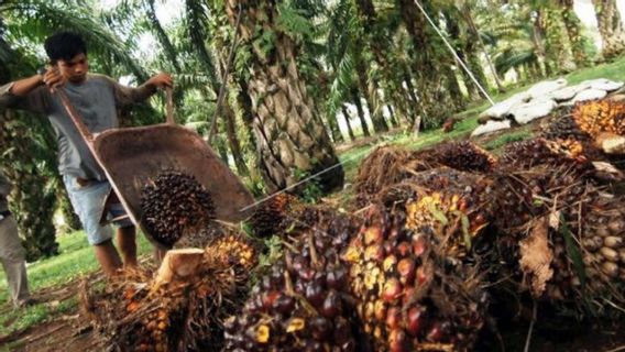 The Government Will Review The Provisions For Palm Oil Export Charges