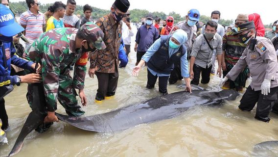 Des Dizaines De Baleines échouées Dans Les Eaux De Bangkung Madura Modung