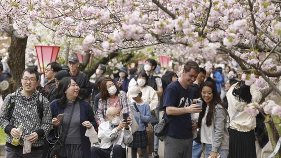 Lorong Sakura Japan Mint Osaka Dibuka, 331 Pohon Mekar Tarik Pengunjung