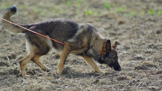 Buru Pelarian Terpidana Mati Cai Changpan, Polisi Kerahkan Brimob dan K-9