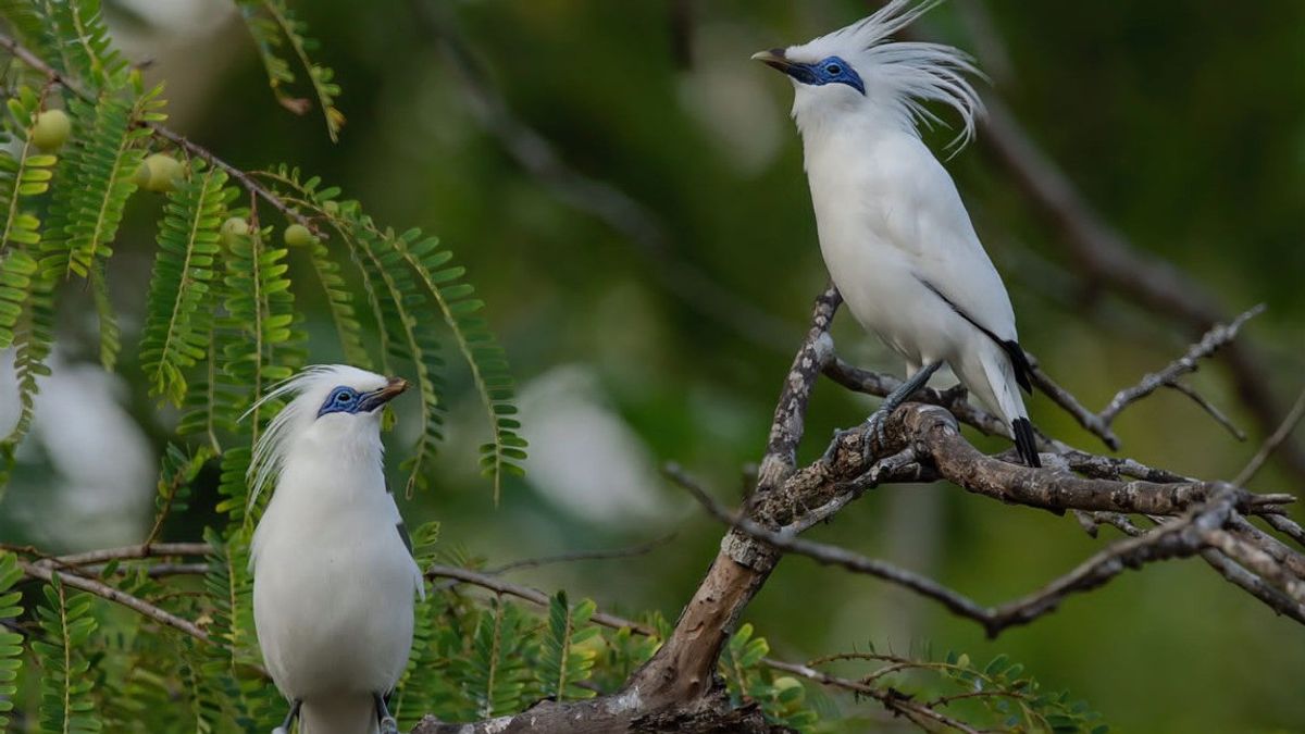 曾经罕见的巴厘岛椋鸟数量现在在TNBB增加