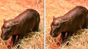 Happy And Adorable, Moo Deng's Rival Who Was Born In Scotland