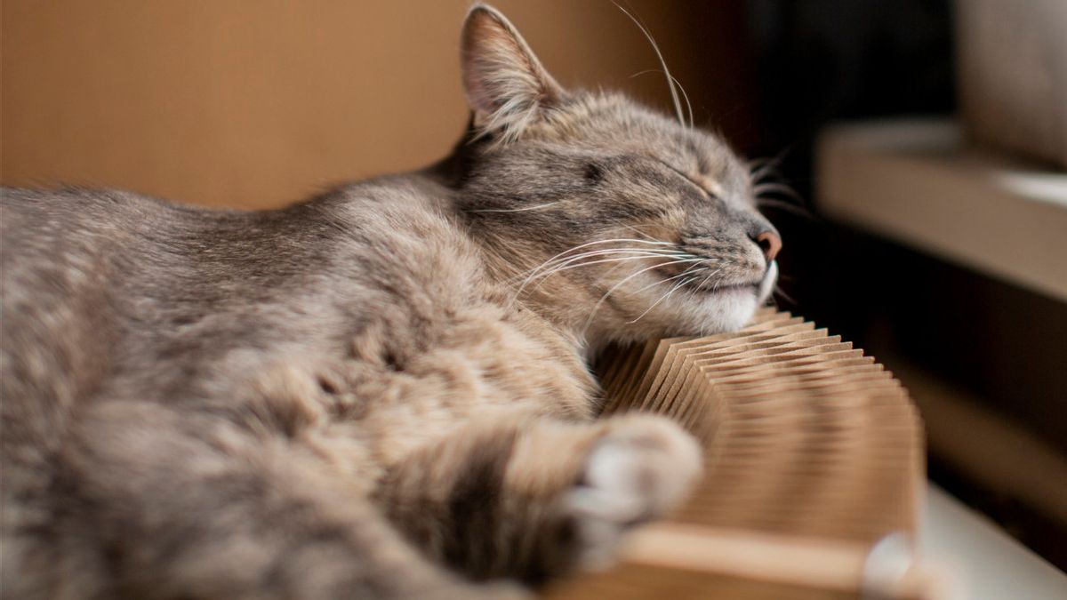 Pecinta Anabul Perlu Tahu, Begini 9 Tanda Kucing Kekurangan Nutrisi