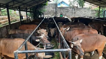 Riau Provincial Government Bans Batam From Bringing Sacrificial Animals From Lampung, This Is The Reason