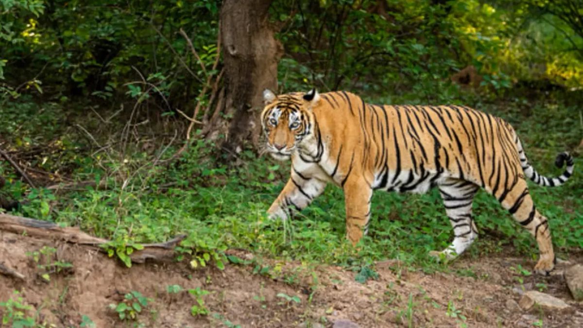 BKSDA Beri Warning Tiger Walks in West Lampung