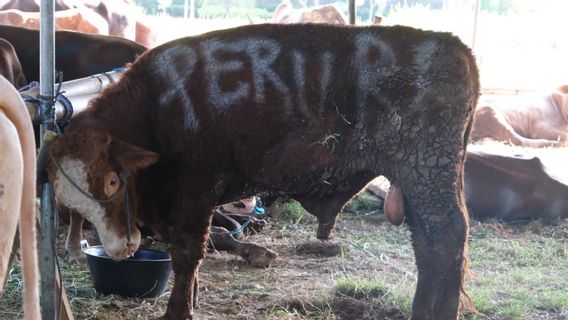 PERURI distributes sacrificial animals to the community in the framework of Iduladha 1447 H