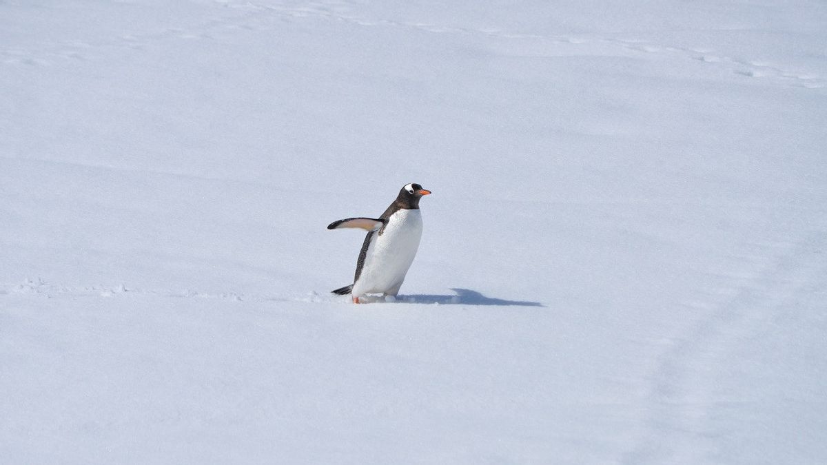 企鹅为南极洲的气候变化提供了多种线索
