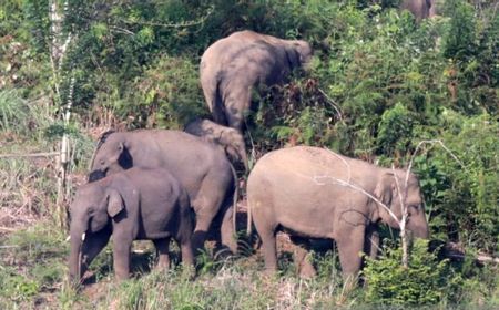 BKSDA Catat Ada 120 Ekor Gajah Sumatera Tersebar di TNBT Jambi