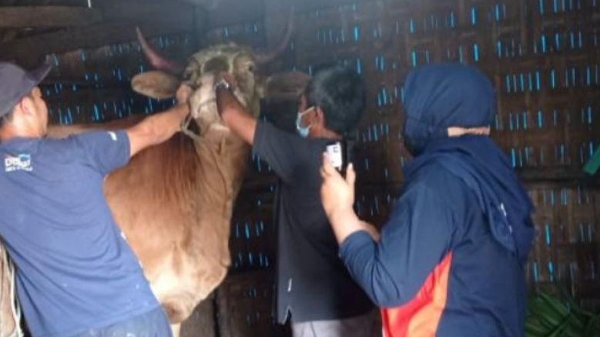 区政府要求帕苏鲁安的牲畜贸易商避免从口蹄疫警报区带走奶牛