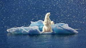 Ilmuwan Prediksi Populasi Beruang Kutub akan Punah pada Tahun 2100