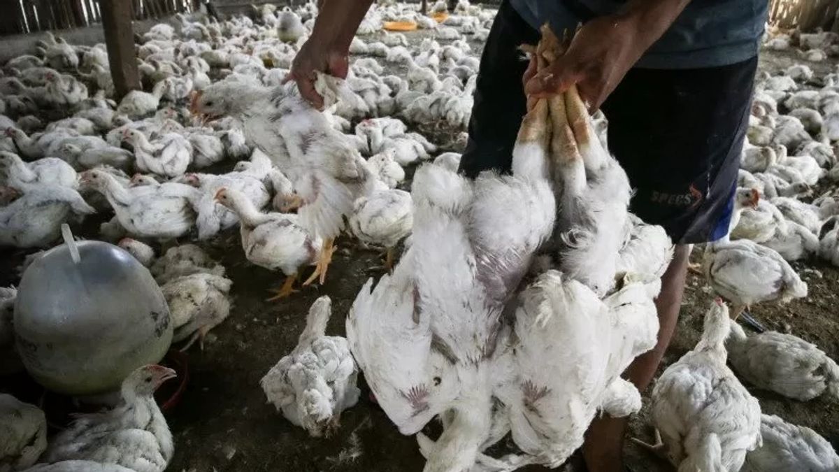 There Are 30 Cases Of Bird Flu In The Ungas In Tanah Bumbu, South Kalimantan