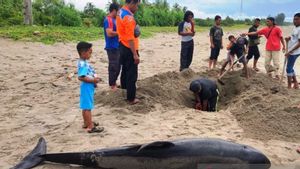 Seekor Lumba-lumba Mati Usai Terdampar di Pantai Aceh Selatan