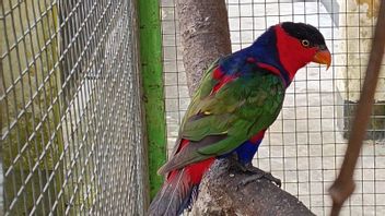 Night Operations At Sorong Port Failed To Smuggle Papuan Endemic Animals