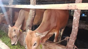 Cattle Supply For Sacrifice In Central Bangka Reaches 500 Heads