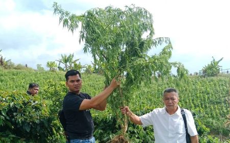 Polres Simalungun Sita 24 Pohon Ganja dari Ladang Warga