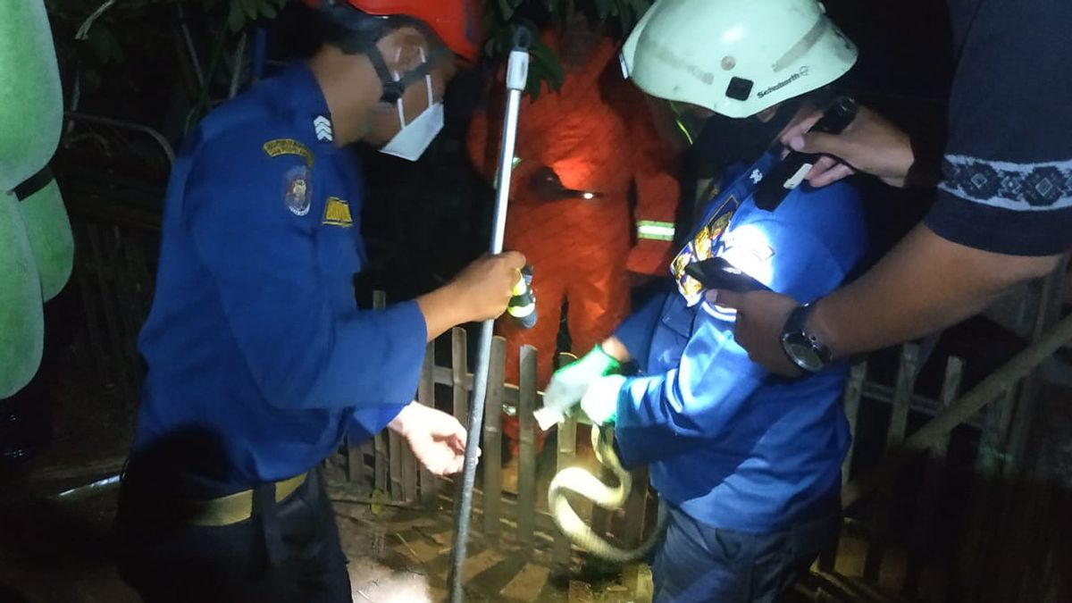 Petugas Gulkarmat Evakuasi Ular Koros Sepanjang 1 Meter di Rumah Warga Daerah Cijantung