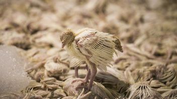 La République Tchèque Et La Slovénie Signalent Une épidémie De Grippe Aviaire : Des Centaines De Milliers De Volailles Et Un Million D’œufs Tués