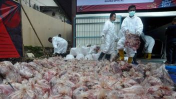 1,7 Ton Daging Celeng yang Masuk Bali Dimusnahkan