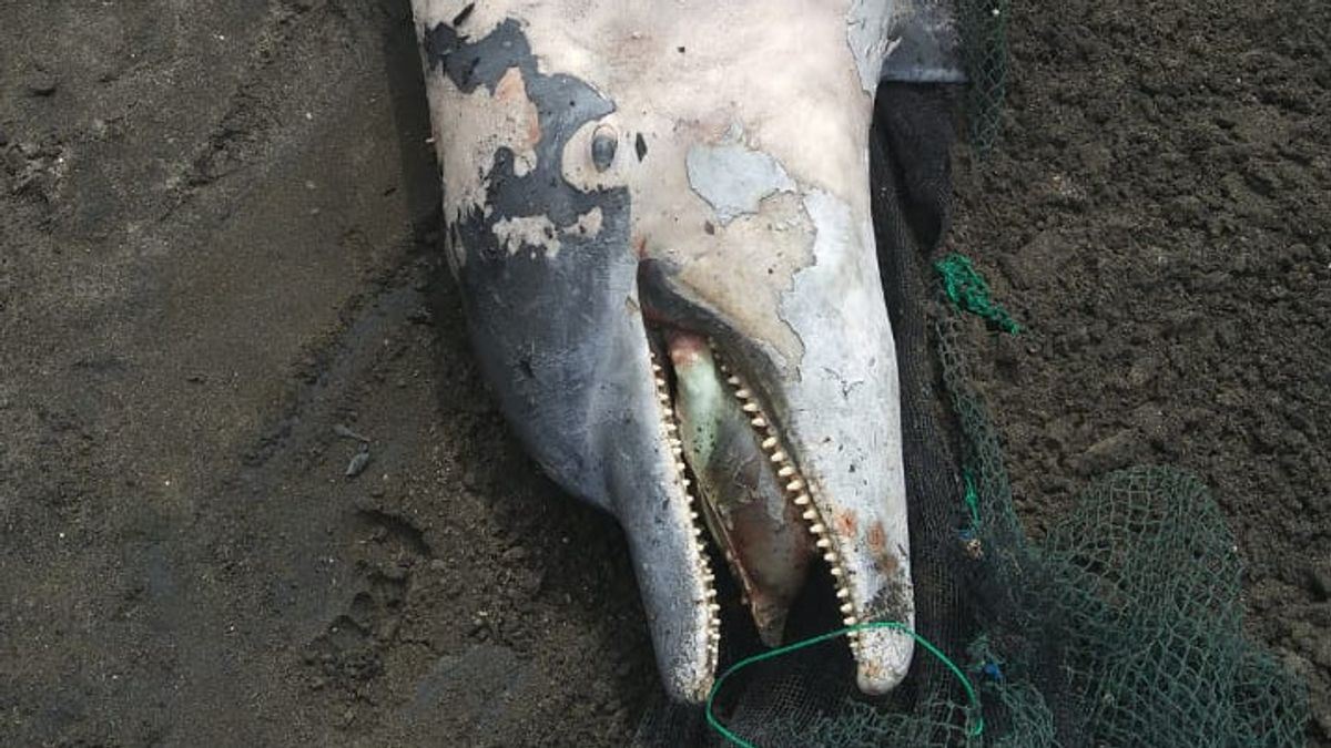 Bangkai Lumba-lumba Hidung Botol Ditemukan di Pantai Pebuahan Jembrana Bali