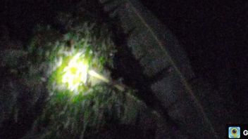شجرة الموز تنهار الكتابة فوق ترافو PLN ، Pamekasan الملعب الأسود 12 ساعة