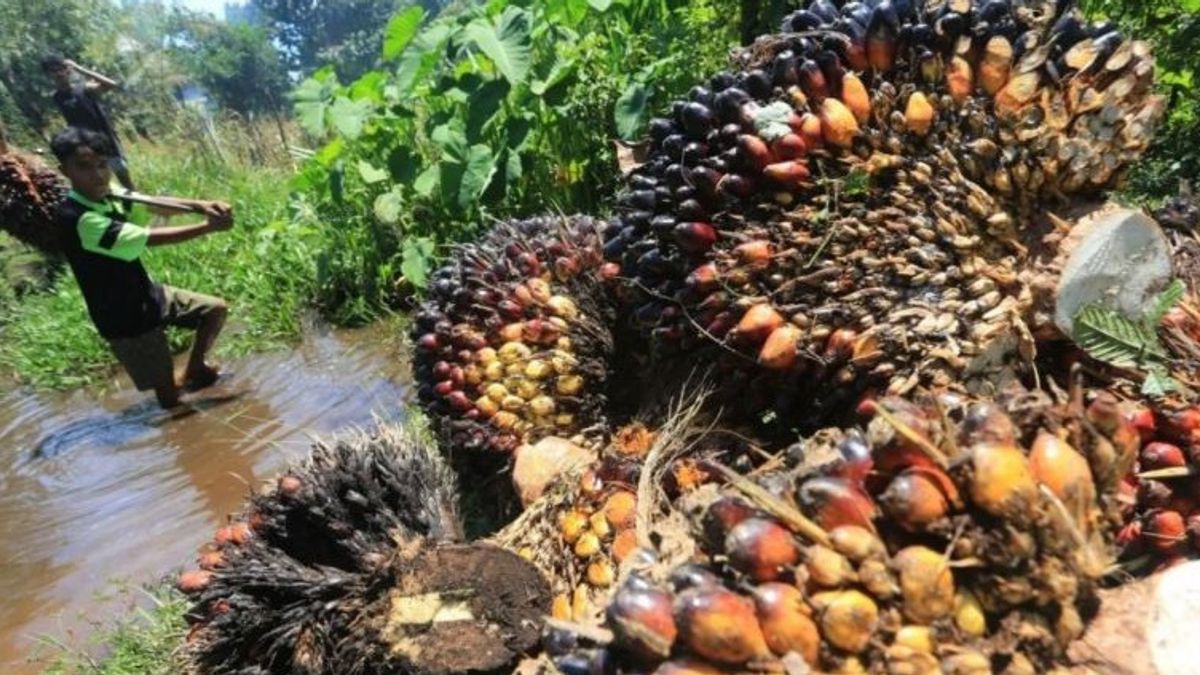 rénal Dpr encourage l’augmentation de la productivité des sauvages domestiques soutenant la politique B40