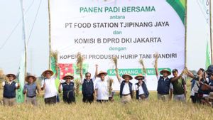 Food Station Ajak Komisi B DPRD DKI Jakarta Gelar Panen Padi di Karawang