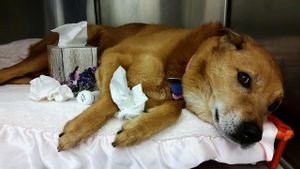 Virus <i>Canine Influenza</i> (CIV) H3N2 Melonjak, Pemilik Anjing di Los Angeles Diminta Melapor ke Departemen Kesehatan