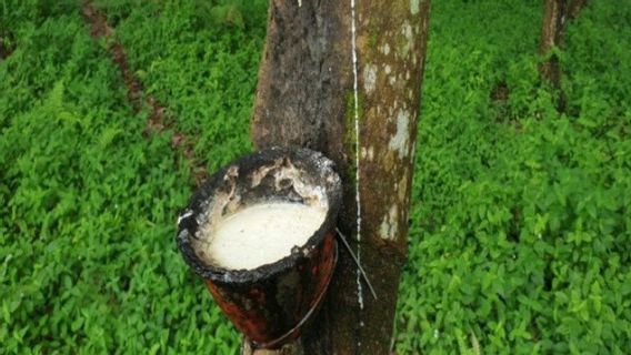 Good News From North Sumatra, Rubber Export Value Increases 63.83 Percent In The First Quarter