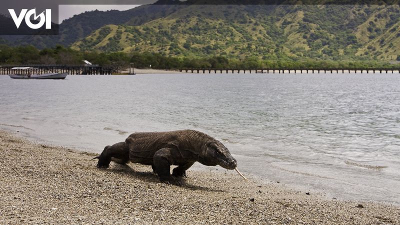 Menyoroti Isu Taman Nasional Komodo: Mulai Kritik UNESCO Hingga Harga ...