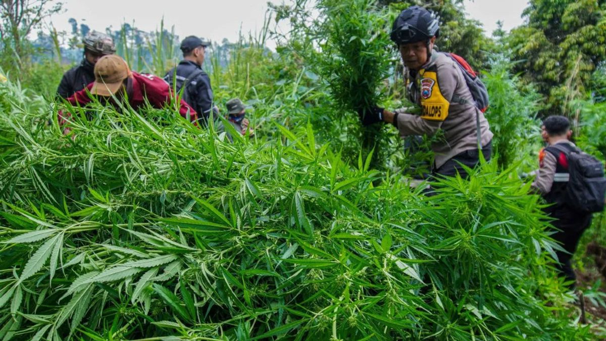 众议院要求BNN加强吸毒成瘾者康复
